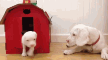 Hello There GIF - Dog Puppy Cute GIFs
