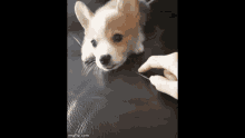 Unboop Corgi GIF - Unboop Corgi Puppy GIFs