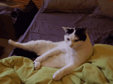 Cat Confused GIF - Cat Confused Lazy GIFs