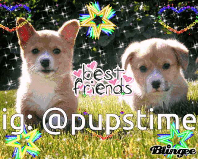 Best friends hot sale forever puppies