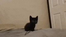 Cat Silly GIF - Cat Silly Kitty GIFs