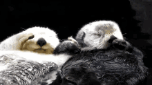 Together Forever GIF - Otter Hold Hands GIFs