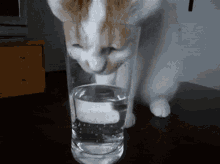 pet water drinking licking glass