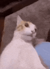 Surprised Cat GIF - Surprised Cat GIFs