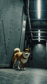 a dog wearing a black hat that says dea on it