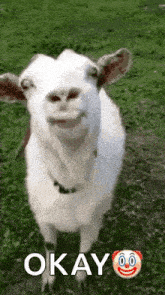 a white goat is standing in a grassy field and smiling .