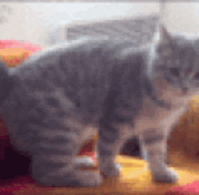 a gray and white cat is standing on a yellow and red blanket .