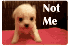 Not Me GIF - Not Me GIFs
