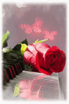 Love Beautiful Rose GIF - Love Beautiful Rose Rose GIFs