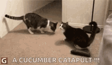 cat scared cat vs cucumber cucumber catapult