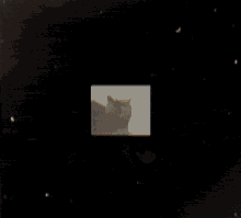 Smokey Cat GIF - Smokey Cat Cute GIFs