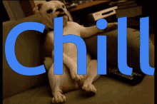 Bulldog Chill GIF - Bulldog Chill GIFs