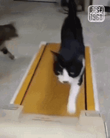 a black and white cat is walking on a treadmill ..