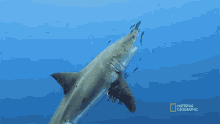 Swim Together Most Wanted Sharks GIF