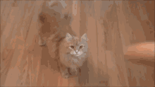 Playing Dead Doesn'T Work With Cats GIF - Animals Cats Play Dead GIFs