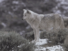 Wolf Wild Wolf GIF - Wolf Wild Wolf Wolf Pack GIFs