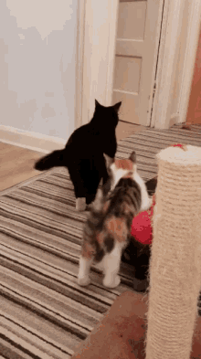 Kitten Excited GIF - Kitten Excited Crazycat GIFs
