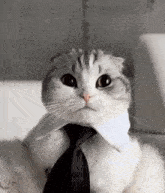 Cat Gentlemen Cat GIF - Cat Gentlemen Cat GIFs