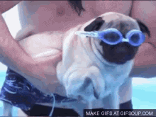 Paddle GIF - Dog Doge Padd GIFs