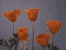 Aesthetic Flower GIF