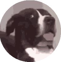Dog Dawg Sticker - Dog Dawg Wut Stickers