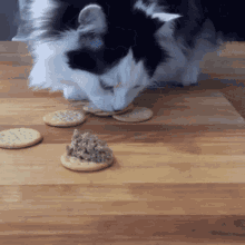 cats crackers