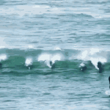 Dolphin Oops GIF - Dolphin Oops Outta My Way GIFs