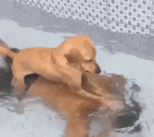 a couple of dogs are playing in a pool .