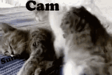 Sunnycam Camsunny GIF - Sunnycam Camsunny GIFs