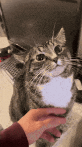 Cat Belly GIF - Cat Belly Stroke GIFs