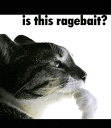 a cat is looking at something with the words is this ragebait written above it
