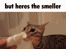 But Heres The But Heres The Smeller GIF - But Heres The But Heres The Smeller Cat Memes GIFs