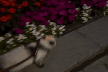 a blurred image of a cat walking in front of flowers