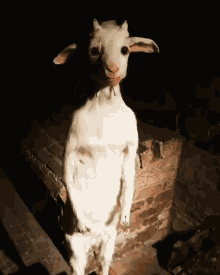 Goat Standing GIF - Goat Standing Cursed GIFs