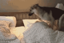 dog going to bed