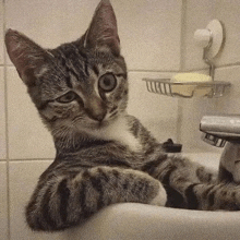 Cat Sink GIF - Cat Sink Bath GIFs