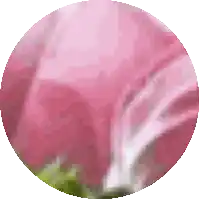 a close up of a pink flower in a circle with a white background
