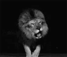 Meuleão Lion GIF - Meuleão Lion Rawr GIFs