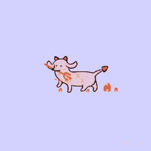 stefanies dachshund