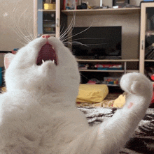 a white cat with its mouth open laying on its back