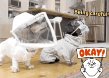 Mask On Funny GIF - Mask On Funny Cute GIFs