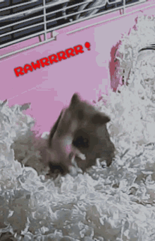 Rawr Hamster GIF - Rawr Hamster Bear GIFs