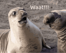 shocked what sea lion shookt surprised
