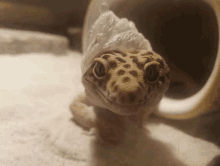 Darwin Gecko GIF