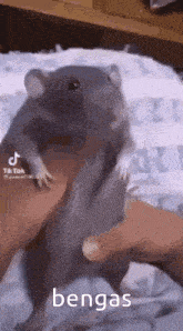 Bengas Rat GIF - Bengas Rat Giant Rat GIFs