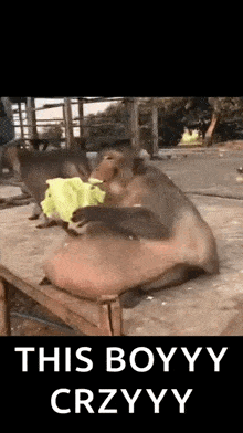 a couple of monkeys sitting on top of a wooden table eating a banana .
