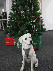 Dog Christmas GIF - Dog Christmas Rainbow GIFs