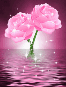 Pink Rose Roses GIF