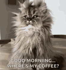 Coffee Time Good Morning GIF - Coffee Time Good Morning Cat GIFs