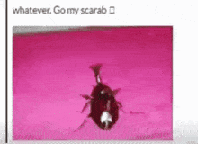 Scarab Beetle GIF - Scarab Beetle Silly GIFs